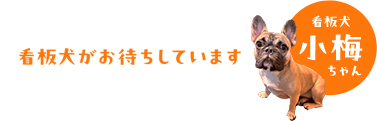 看板犬がお待ちしています